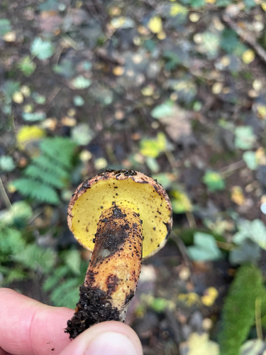 ink stain bolete