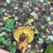 ink stain bolete