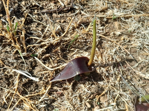 Biarum dispar, photograph 4