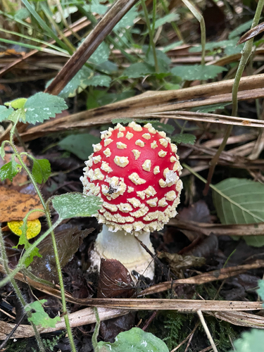 Fly Agaric