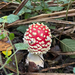 Fly Agaric