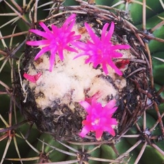 Melocactus curvispinus