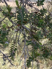 Melaleuca cuticularis