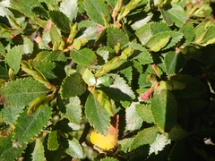 Sinopla perpunctatus