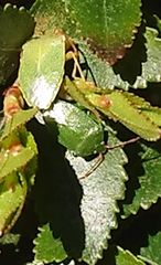 Sinopla perpunctatus