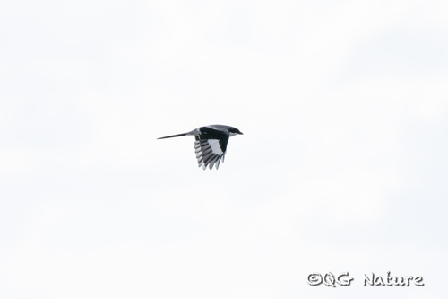 Giant Grey Shrike (Lanius giganteus), photo 2