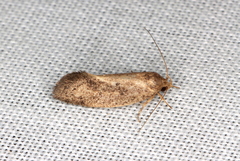 Syncometes vilis
