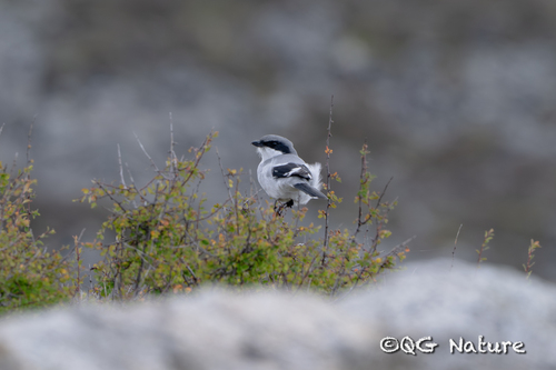 Giant Grey Shrike (Lanius giganteus), photo 3