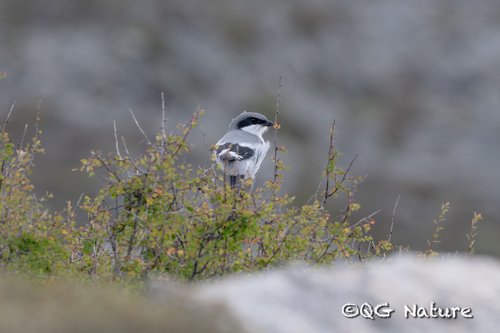 Giant Grey Shrike (Lanius giganteus), photo 8