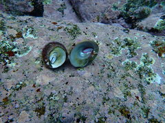 Bellastraea squamifera