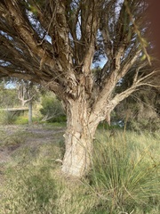 Melaleuca rhaphiophylla