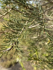 Melaleuca rhaphiophylla