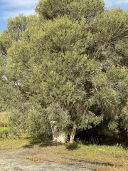 Melaleuca rhaphiophylla