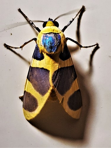 Emurena lurida