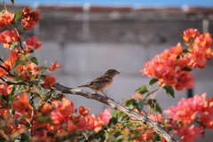 Passer domesticus