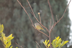 Leiothlypis celata