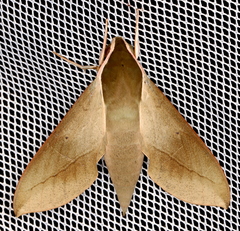 Theretra indistincta