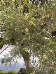 Melaleuca rhaphiophylla