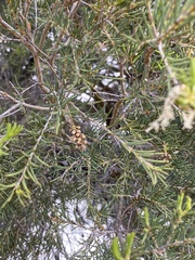 Melaleuca rhaphiophylla