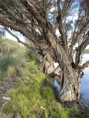 Melaleuca rhaphiophylla