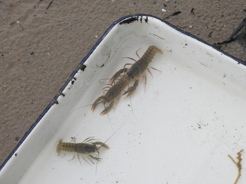Narrow-clawed crayfish