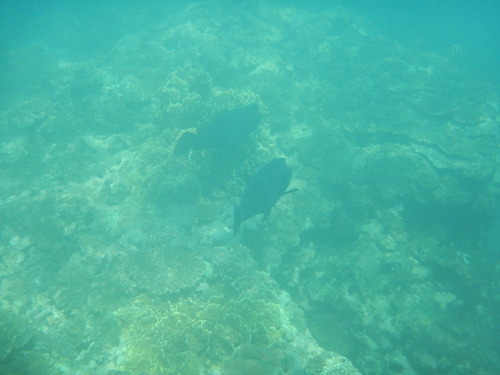 Bumphead Parrotfish