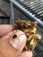 Araneae
