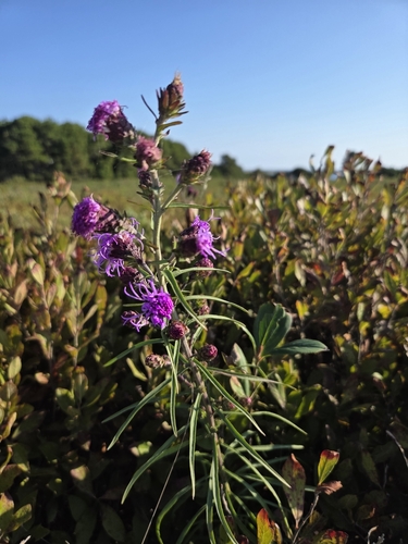 New England blazing star (Liatris novae)