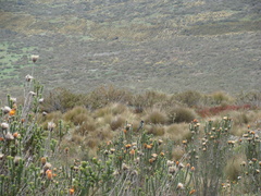 Oreotrochilus chimborazo