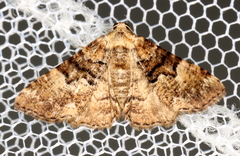 Aporoctena