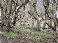 Melaleuca rhaphiophylla