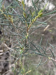Melaleuca rhaphiophylla