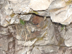 Oreotrochilus chimborazo