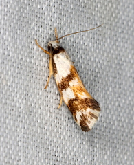 Machaeritis lechriomochla