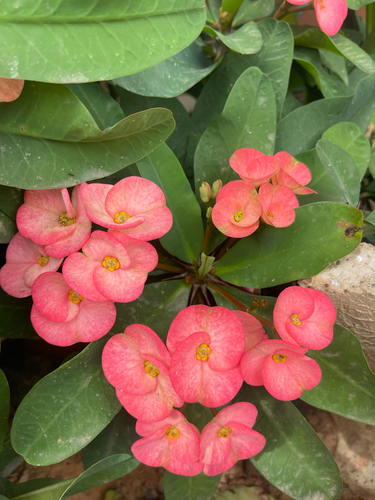 Crown-of-Thorns