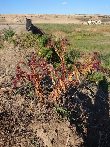American pokeweed