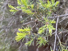 Melaleuca rhaphiophylla