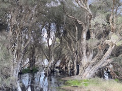 Melaleuca rhaphiophylla