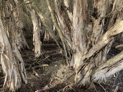 Melaleuca rhaphiophylla