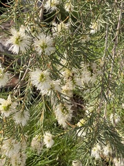 Melaleuca rhaphiophylla