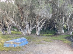 Melaleuca rhaphiophylla