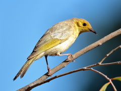 Ptilotula flavescens