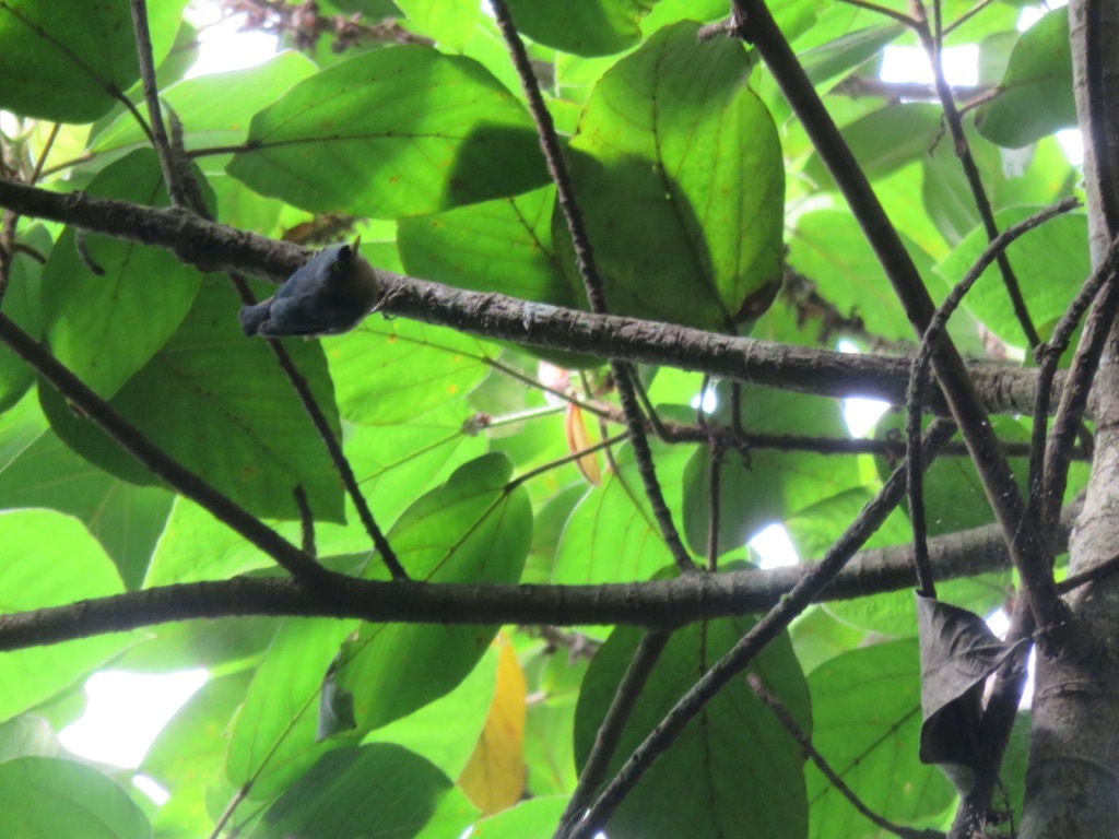 Sulphur-billed Nuthatch illustration