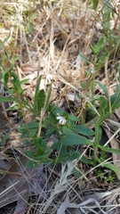 Scaevola albida