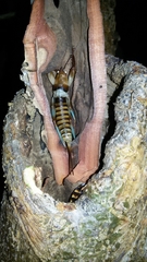 Colossopus redtenbacheri