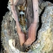 Colossopus redtenbacheri - Photo (c) dennis-mada, algunos derechos reservados (CC BY-NC), subido por dennis-mada