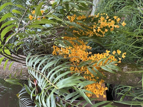 Foto de dendrobium