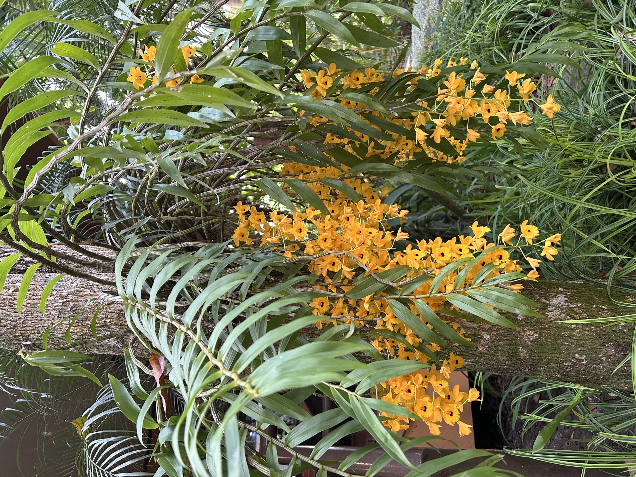 Imagem de dendrobium