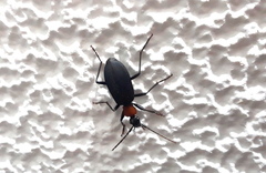 Galerita collaris
