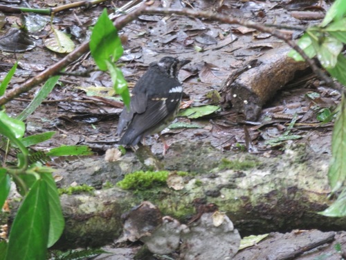Ashy Thrush (Geokichla cinerea), photo 8